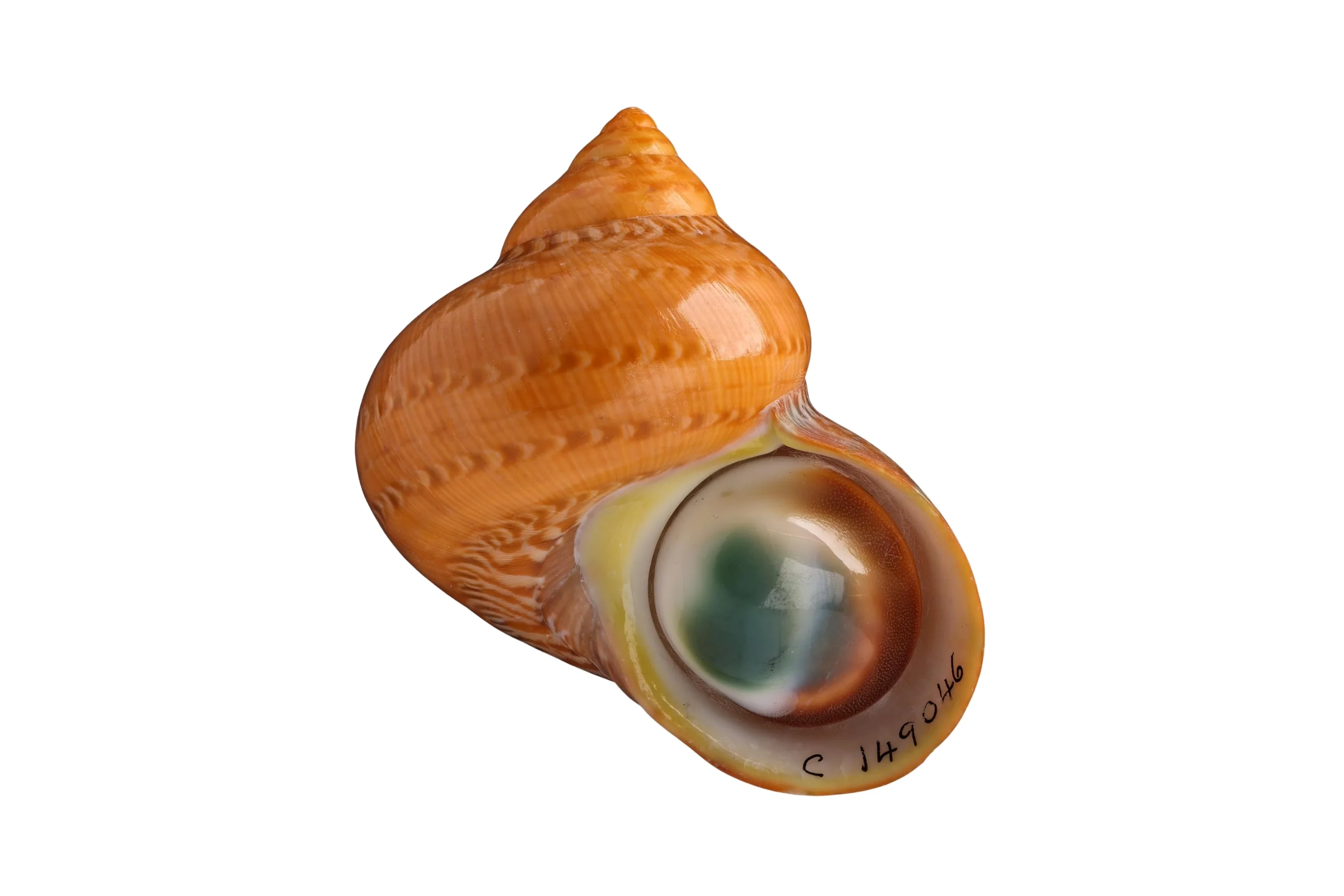 Vintage 14 carat gold Mata Biak ring - Image 6